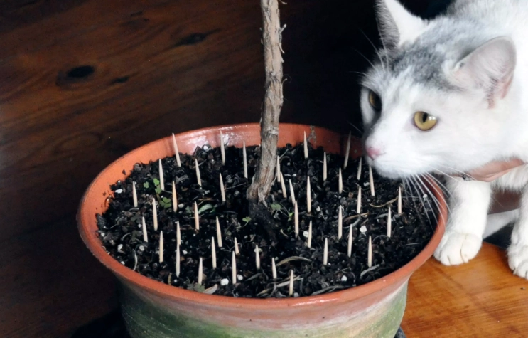 deter cats from houseplants
