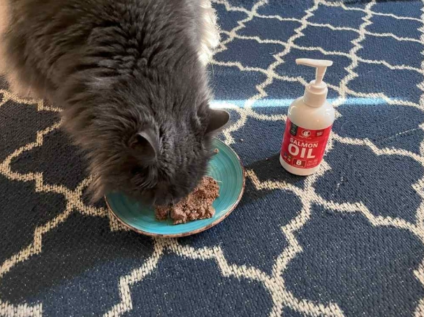 fish oil for cats dosage