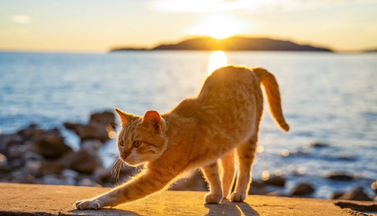 fish oil overdose cat fish oil overdose cat