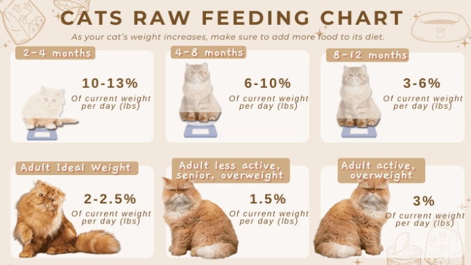 cat feeding chart by age