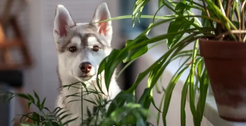 Bromeliads safe for dogs