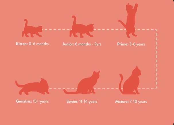 kitten feeding schedule