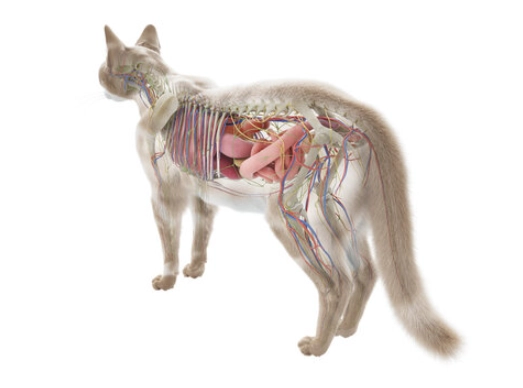 Cat uterus anatomy pregnant