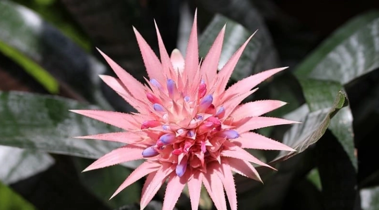 Bromeliads toxicity dogs