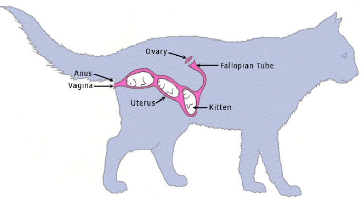 Cat uterus anatomy pregnant