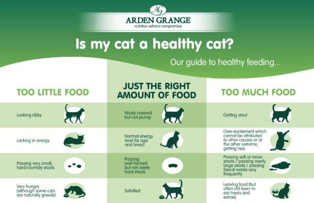 how much to feed a cat