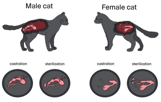 cat reproductive system