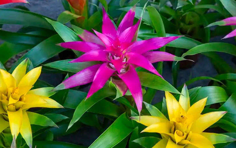 Bromeliads safe for dogs
