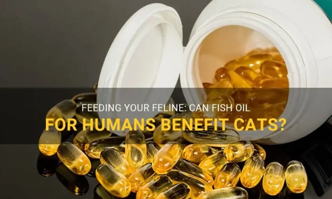 human fish oil for cats