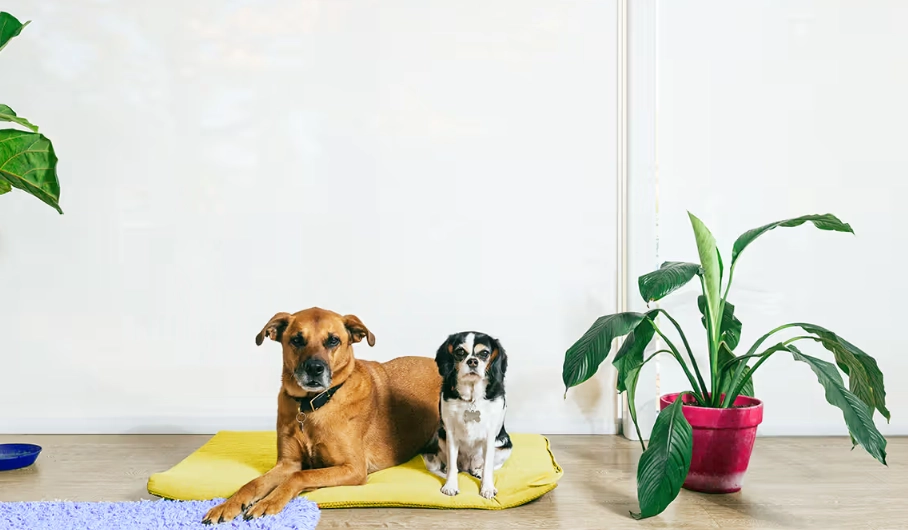 Bromeliads safe for dogs