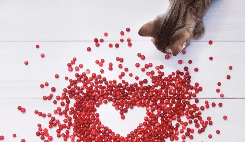 is cranberry toxic to cats