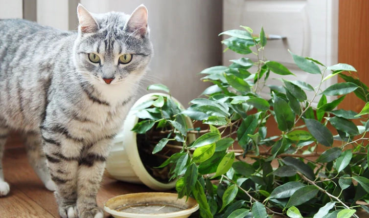 keep cat away from bromeliads keep cat away from bromeliads
