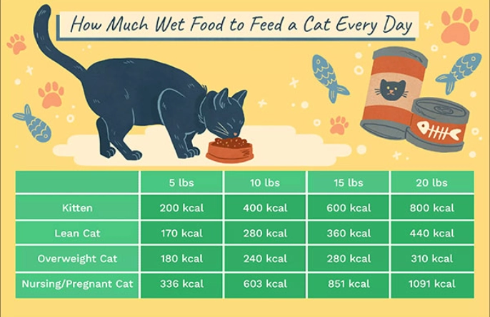 How much food should my cat eat by age