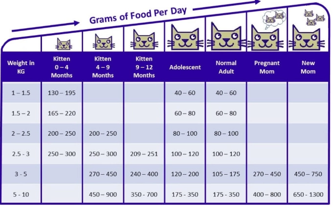 kitten feeding schedule