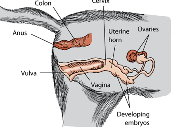 feline pregnancy anatomy