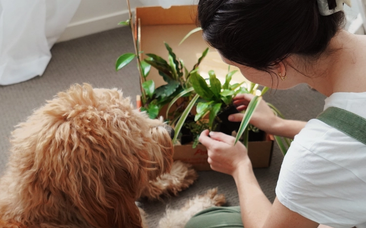 Bromeliads toxicity dogs