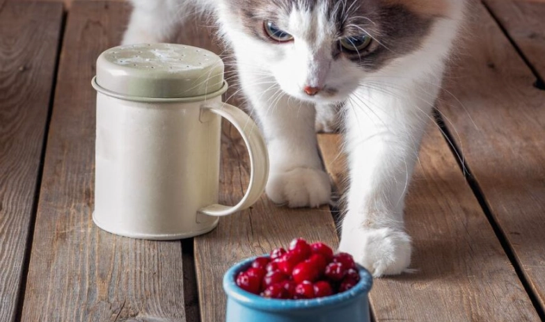 how much cranberry is safe for cats