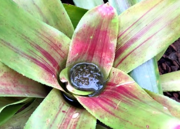 bromeliads toxic to cats