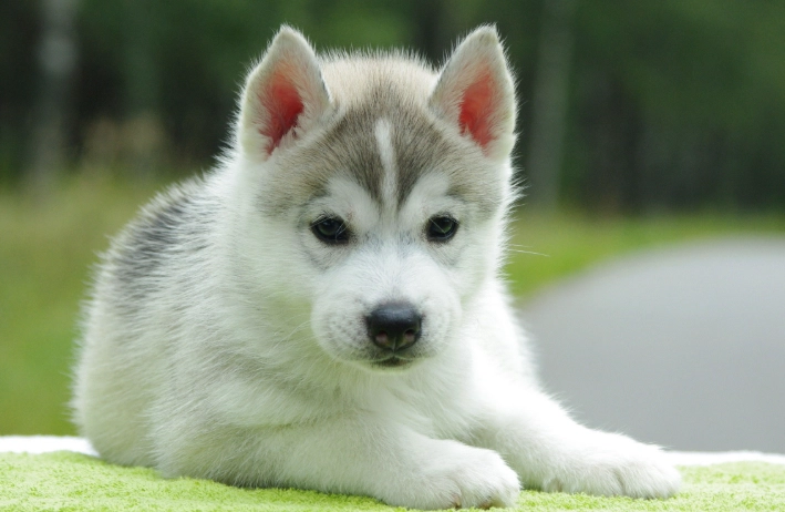 canine hyperthermia symptoms