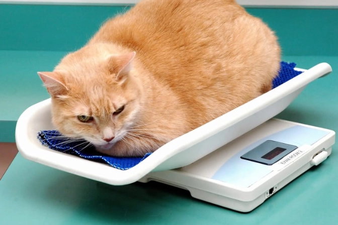 cat weight chart by age