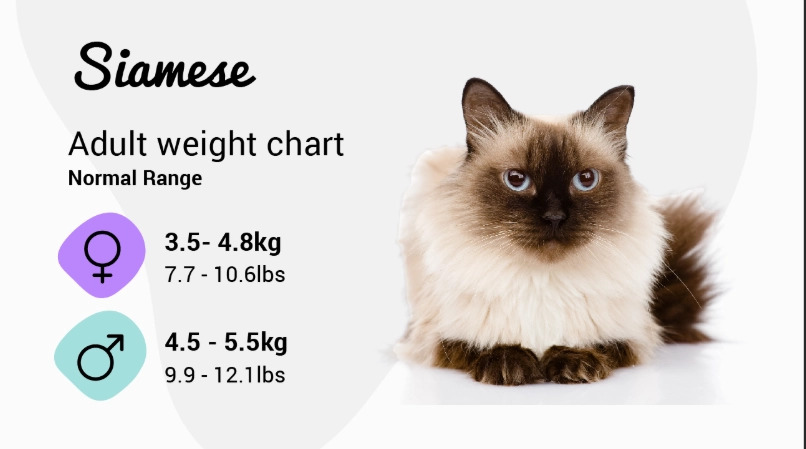 healthy cat weight