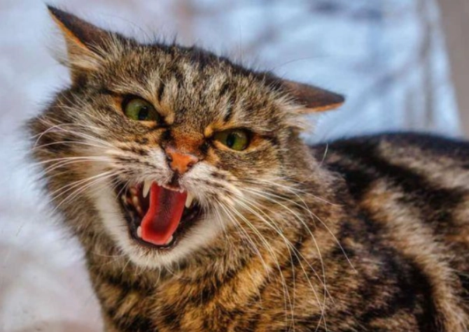 female cat anatomy female cat anatomy