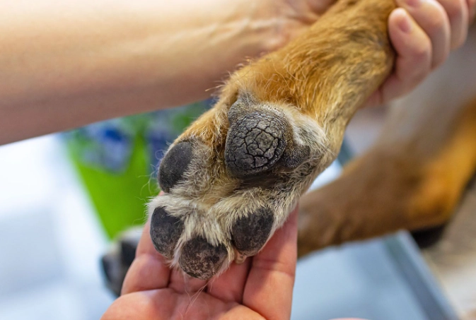 dog paw pad anatomy