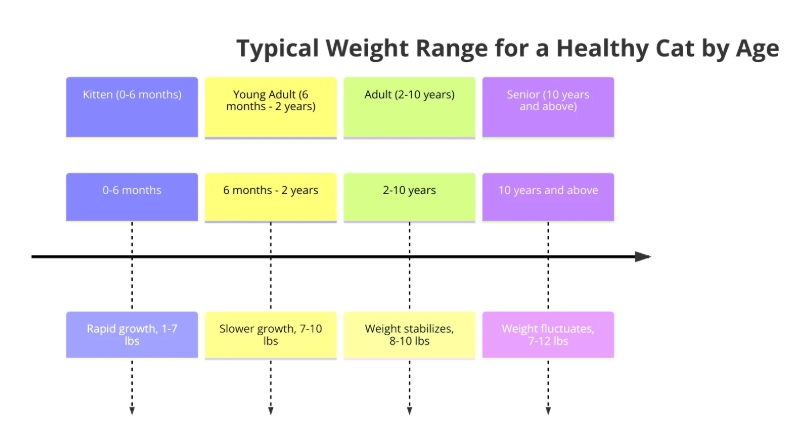 cat weight chart by age