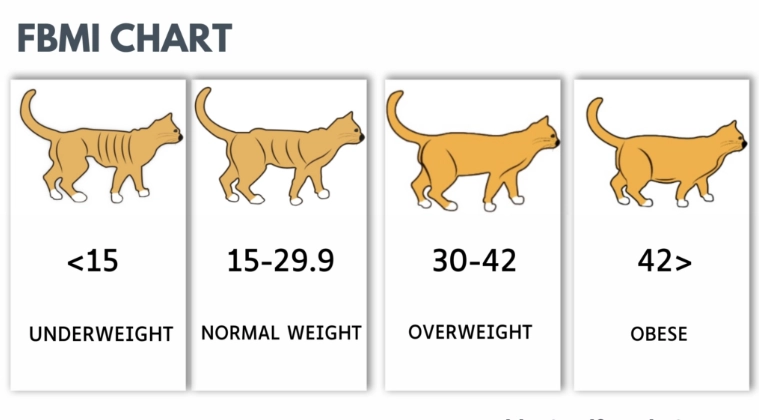 healthy cat weight