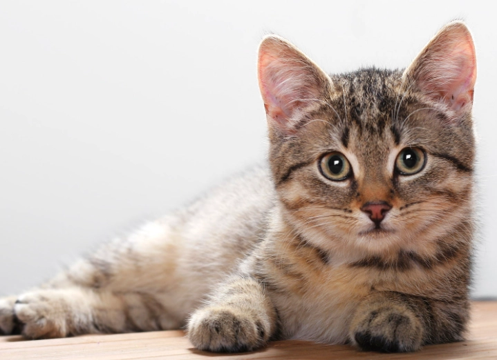 cat digestive system