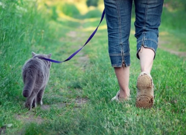 Is walking cats a thing?