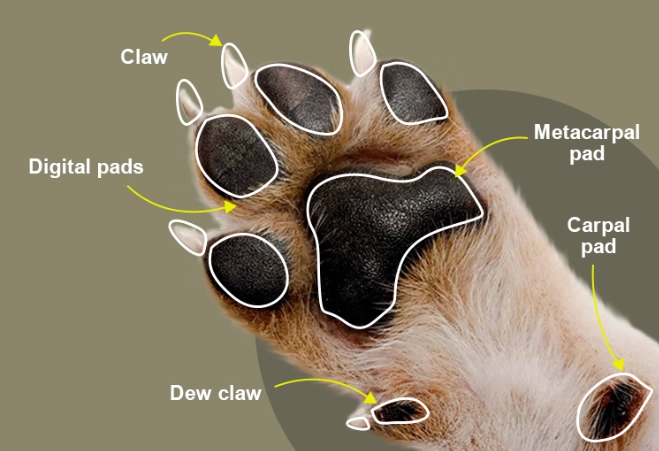 dog foot anatomy dog foot anatomy