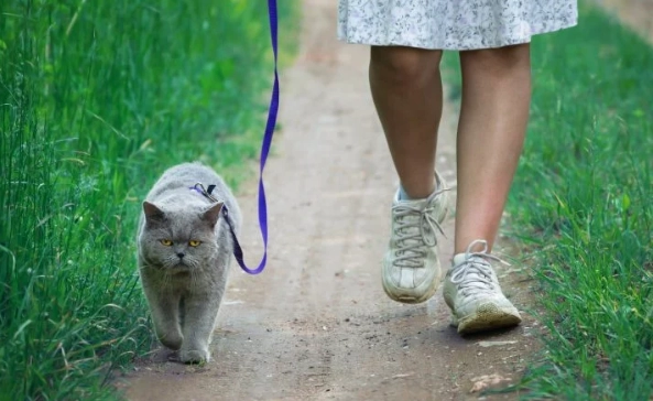 walking a cat