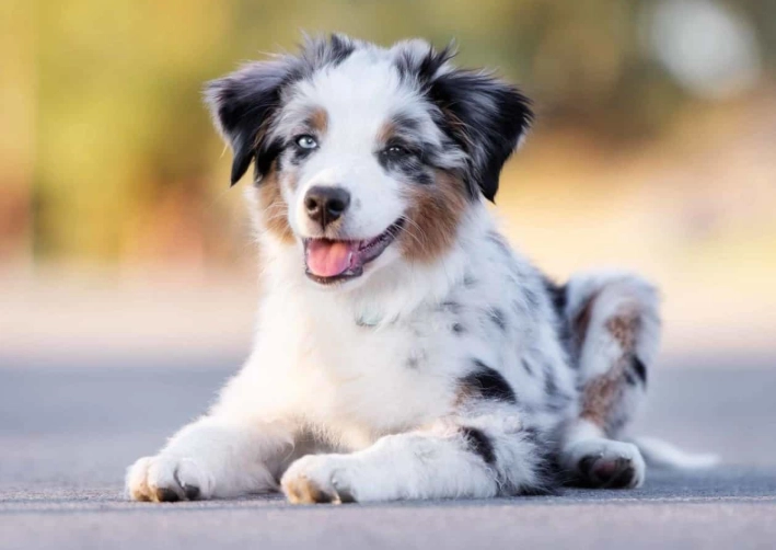 heat stroke in dogs treatment