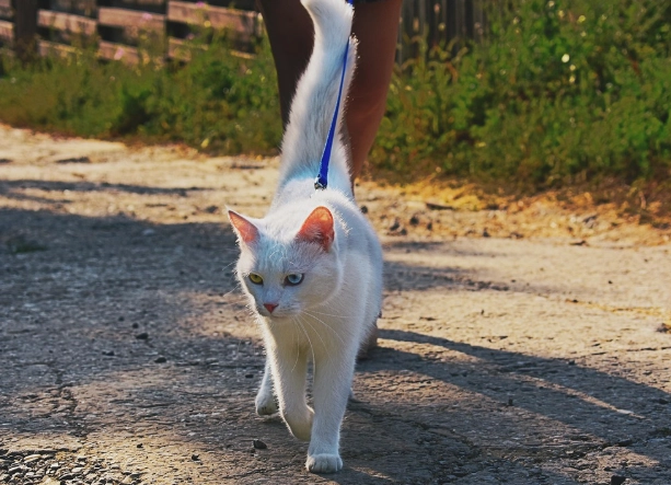 cat walking harness