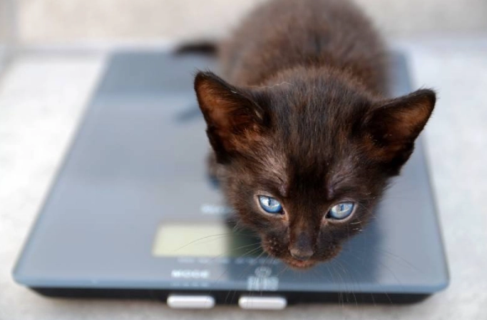 cat weight chart by age