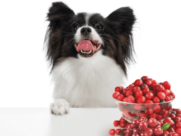 Can cats have cranberry juice for UTI