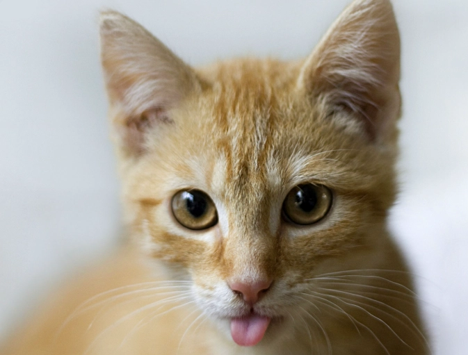 cat digestive system