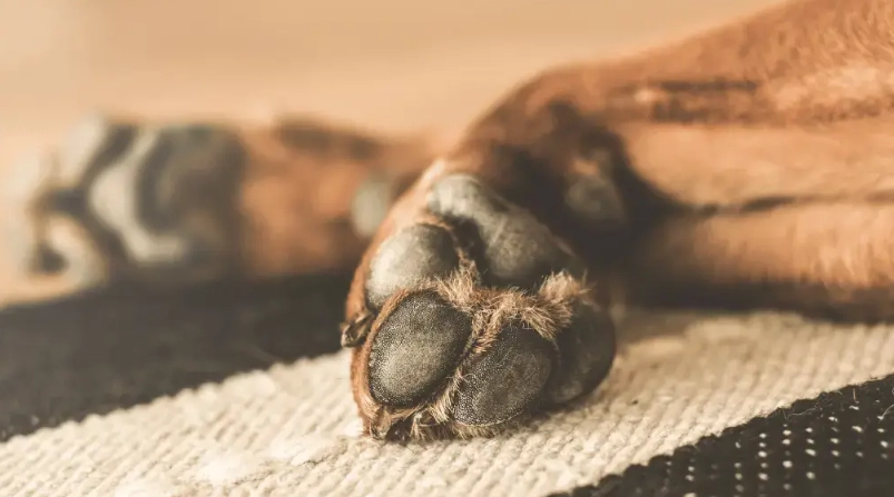 dog paw pads