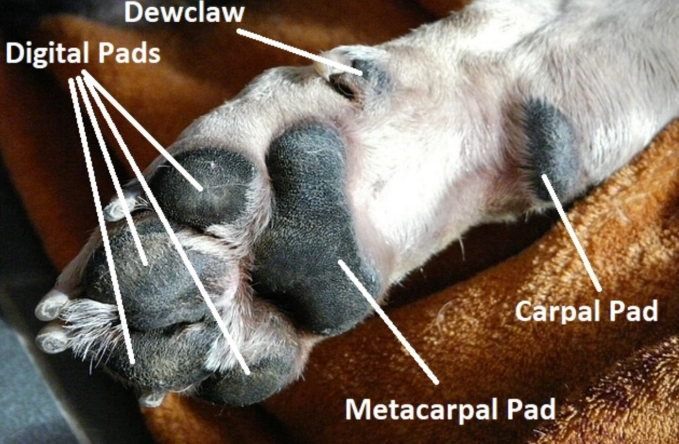dog paw pads