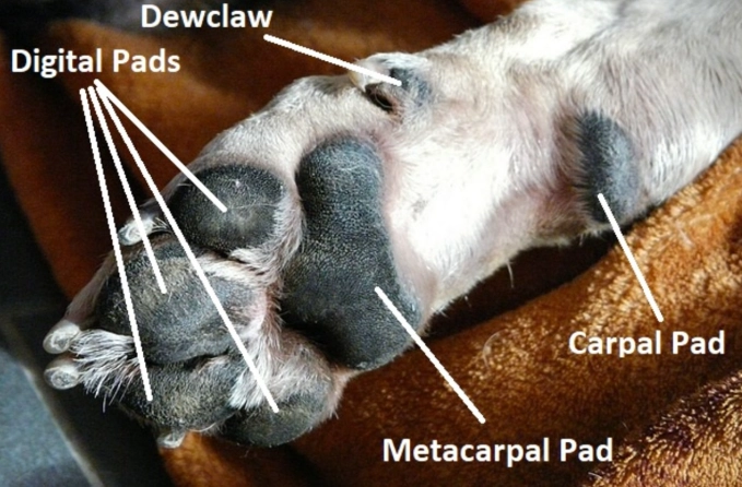 dog paw pads dog paw pads