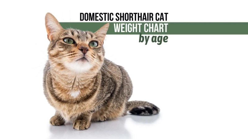 cat obesity signs