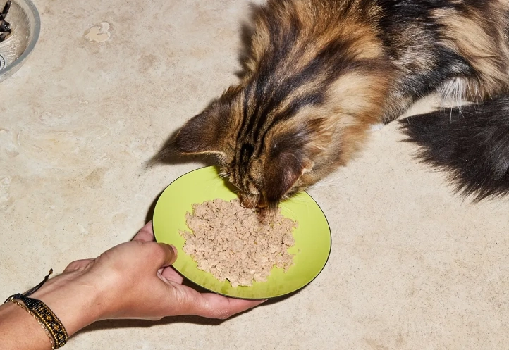 how much to feed a kitten