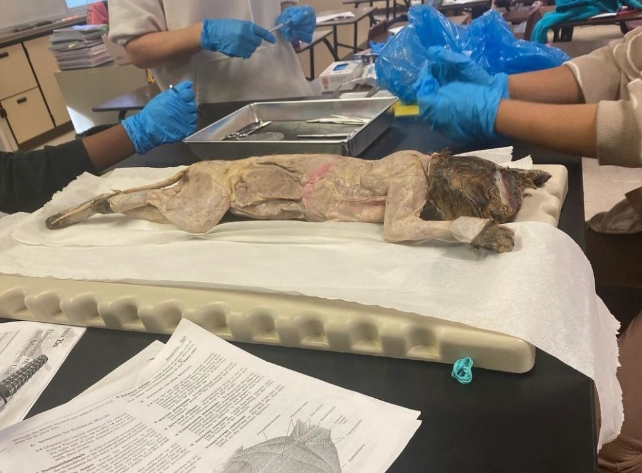 cat reproductive system cat reproductive system