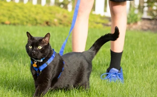 cat walking harness