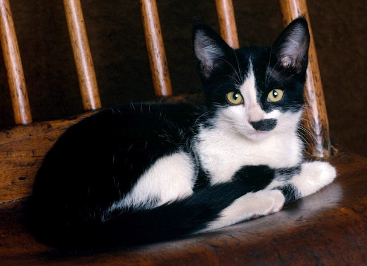 cat digestive system