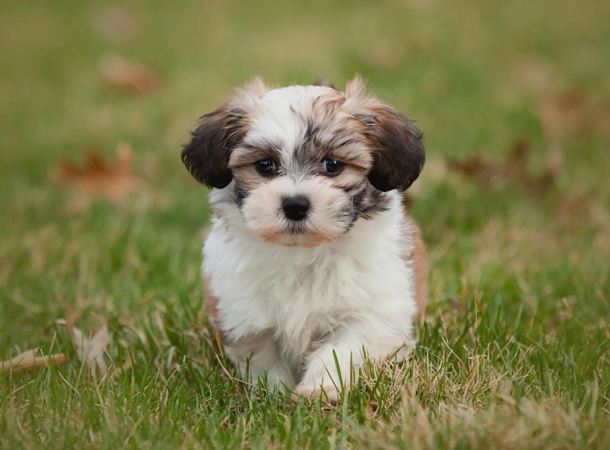 dog heat stroke stages