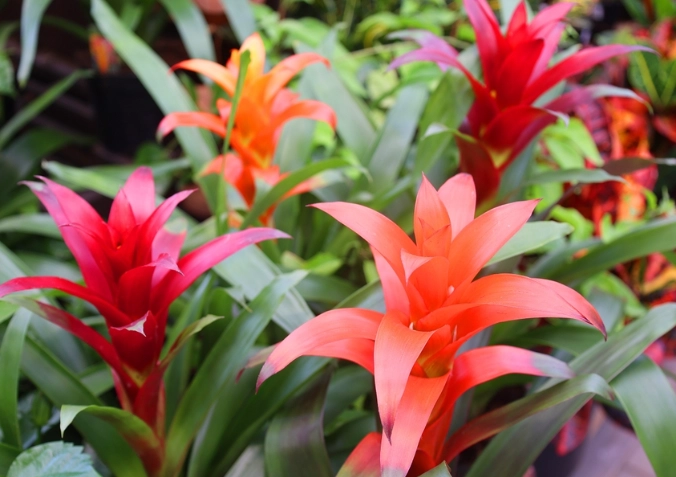 are bromeliads toxic to cats