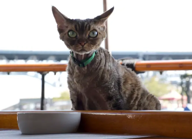 cat reproductive system cat reproductive system