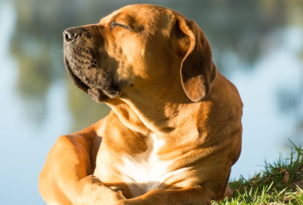 heat exhaustion in dogs symptoms